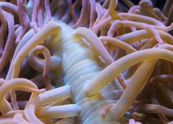 Invertebrados marinos. Pixabay.