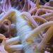 Invertebrados marinos. Pixabay.