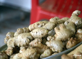 El jengibre se usa con fines medicinales y alimenticios. | Lésther Álvarez