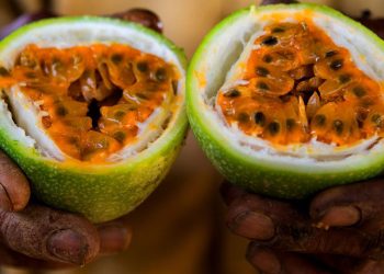 En el 2021 se sembraron alrededor de 29,500 tareas de chinola en República Dominicana. | Fuente externa