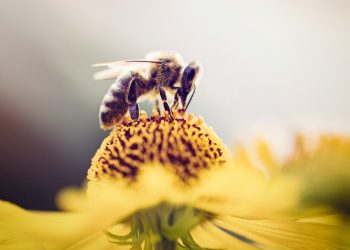 La organización de la ONU destacó la importancia de los arrecifes de coral, los polinizadores o la calidad del suelo como garantes de la importancia de la biodiversidad en la alimentación mundial. - Fuente externa.