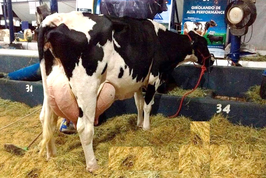 El Estado debe tomar acciones para evitar efectos negativos en la industria procesadora de lácteos.