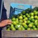 Los datos señalan que se produjeron 797,919 quintales de limón agrio en los primeros seis meses del año.