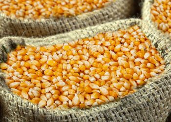 maiz-materias-primas-precios-del-pollo