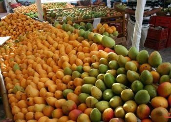 El encargado de la División de Fitopatología del Ministerio de Agricultura, Juan Clase Salas, explicó que el tratamiento hidrotérmico para el mango causa una disminución en la calidad del fruto.