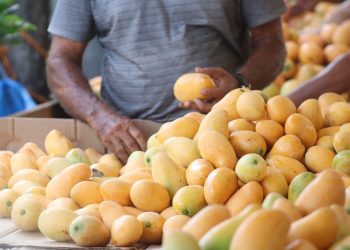 Proyectó que este año se espera superar los nueve millones de cajas exportables hacía Europa y Estados Unidos.