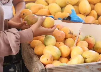 Esta edicción mostró una gran diversidad de alrededor de 253 variedades de mangos y los que son de mayor producción en el país.