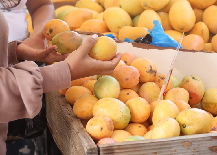 La temporada del mango es más que una cosecha: es una experiencia nacional.