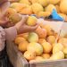 La temporada del mango es más que una cosecha: es una experiencia nacional.