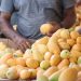 Francisco Oliverio Espaillá dispuso de medidas fitosanitarias para ampliar y fortalecer exportación de mangos hacia Europa y los EE.UU.