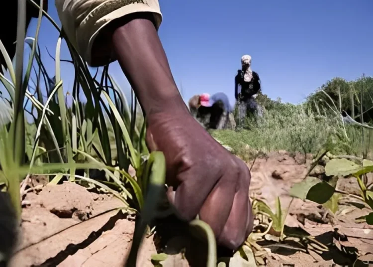 El 66.5% no tiene habilidades en el manejo de maquinaria agrícola.