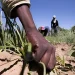 El 66.5% no tiene habilidades en el manejo de maquinaria agrícola.