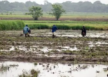 Productores apuestan a la inversión en tecnología agrícola y la incorporación de más dominicanos al campo.