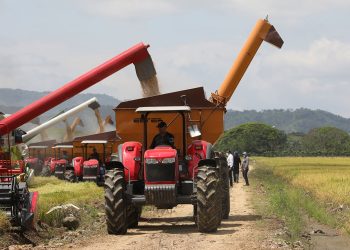 Los precios de los principales insumos para la elaboración de productos agropecuarios muestran una reducción, especialmente los granos.