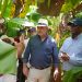 La institución indicó que fueron entregadas más de 100,000 plantas de coco y guanábana.