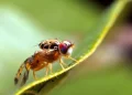 FAO y OIEA ponen en marcha proyecto para reforzar control de plaga en Centroamérica, México y EE.UU.