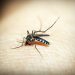 Salud Pública presentó 591 nuevos casos sospechosos de dengue en la última semana. | Pixabay.