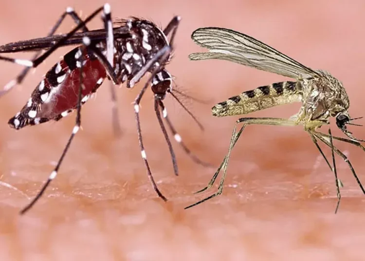 En lo que va de año se han reportado 8,078 casos confirmados del virus oropouche en países como Bolivia, Brasil, Colombia, Cuba y Perú, que incluyen dos defunciones.