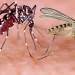 En lo que va de año se han reportado 8,078 casos confirmados del virus oropouche en países como Bolivia, Brasil, Colombia, Cuba y Perú, que incluyen dos defunciones.
