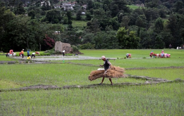 ocde fao auguran precios agricolas estables proxima decada
