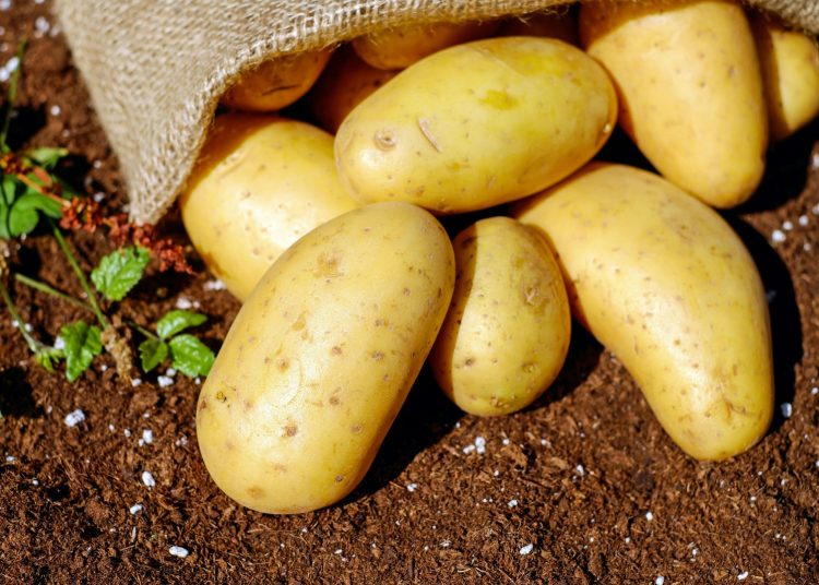 Observatorio Gastronómico Dominicano revela que en 2023 en el país se consumió más de 2.8 millones de quintales de papa.