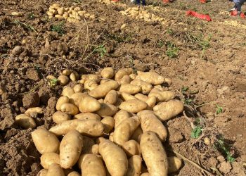 Así lo establece un informe que rindió el departamento de Sanidad Vegetal de Agricultura.