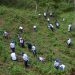 Personal del CNSS durnate la jornada de reforestación.