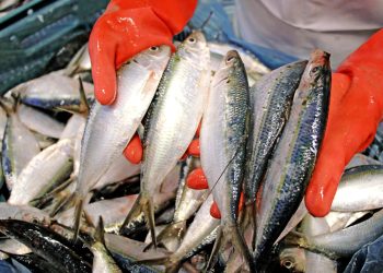 Sin embargo, a pesar de los avances, todavía el 70% de pescados y mariscos que se consume en el país es importado.