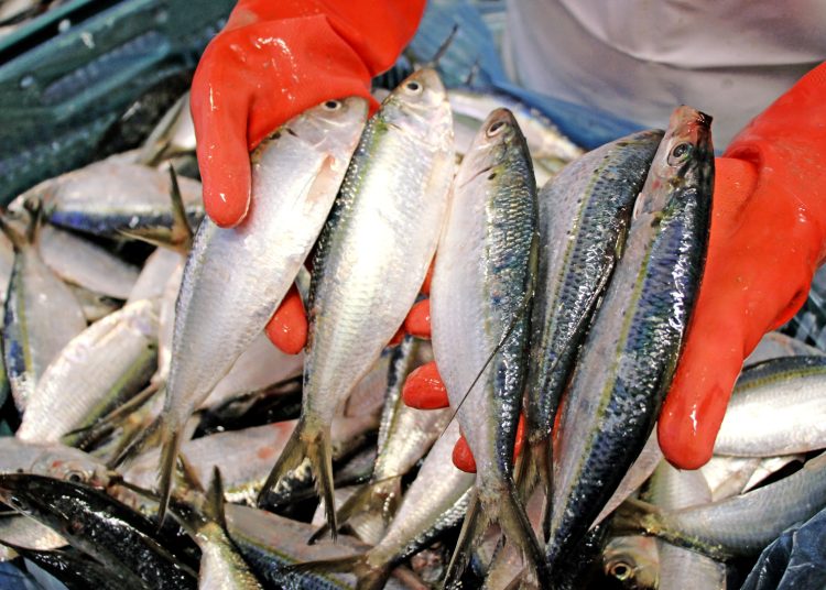 Sin embargo, a pesar de los avances, todavía el 70% de pescados y mariscos que se consume en el país es importado.