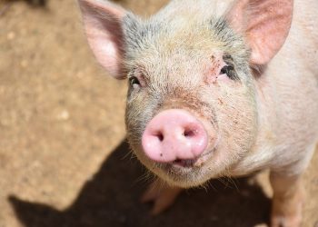 Advierten que, si no se toman medidas, la porcicultura podría convertirse en una actividad marginal.