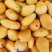 Mangos, cultivo de mango