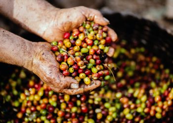 La producción de la variante conilon, de menor calidad, caerá un 11% respecto al año pasado. - Fuente externa.