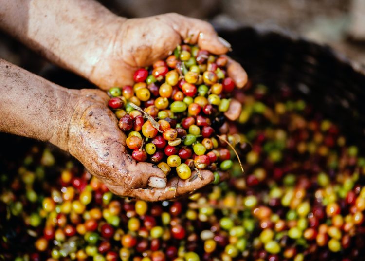 La producción de la variante conilon, de menor calidad, caerá un 11% respecto al año pasado. - Fuente externa.