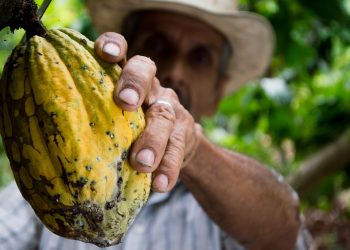 Cacao