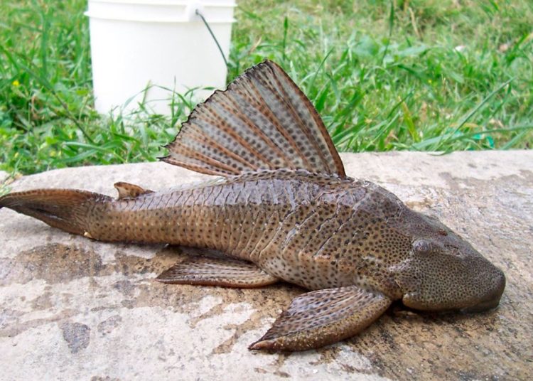 El pez Pleco ha sido localizado en lagunas y ríos del país, incluso en el Lago de Hatillo, en Cotuí.