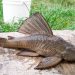 El pez Pleco ha sido localizado en lagunas y ríos del país, incluso en el Lago de Hatillo, en Cotuí.