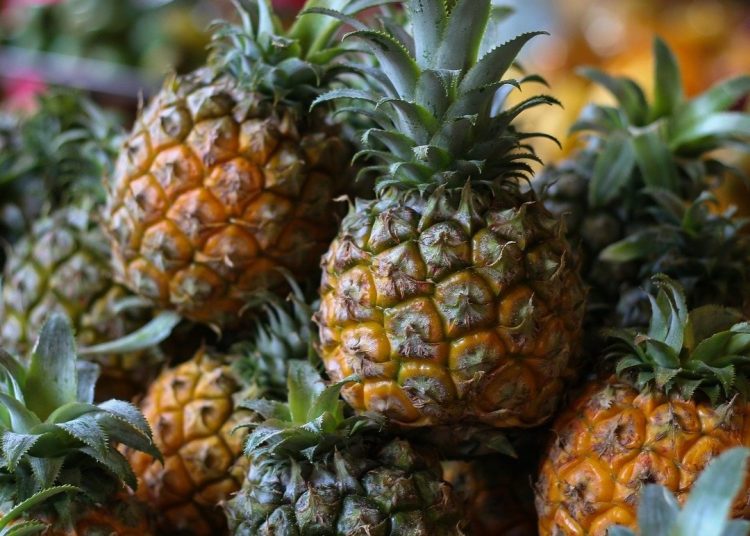 Rodríguez resaltó la importancia de renovar el material genético de la piña para eficientizar su producción.