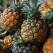 Rodríguez resaltó la importancia de renovar el material genético de la piña para eficientizar su producción.