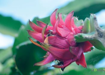 El costo de la pitahaya en los supermercados oscila entre RD$85 y RD$100 por libra.