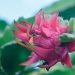 El costo de la pitahaya en los supermercados oscila entre RD$85 y RD$100 por libra.
