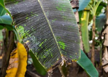 Autoridades sugieren solo utilizar material de siembra certificado por el Departamento de Sanidad Vegetal.