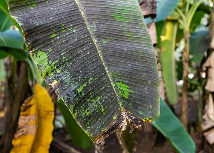 Autoridades sugieren solo utilizar material de siembra certificado por el Departamento de Sanidad Vegetal.