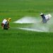 Los expertos proponen "desarrollar, adaptar y adoptar buenas prácticas de manejo de plaguicidas en el campo". Fuente externa.