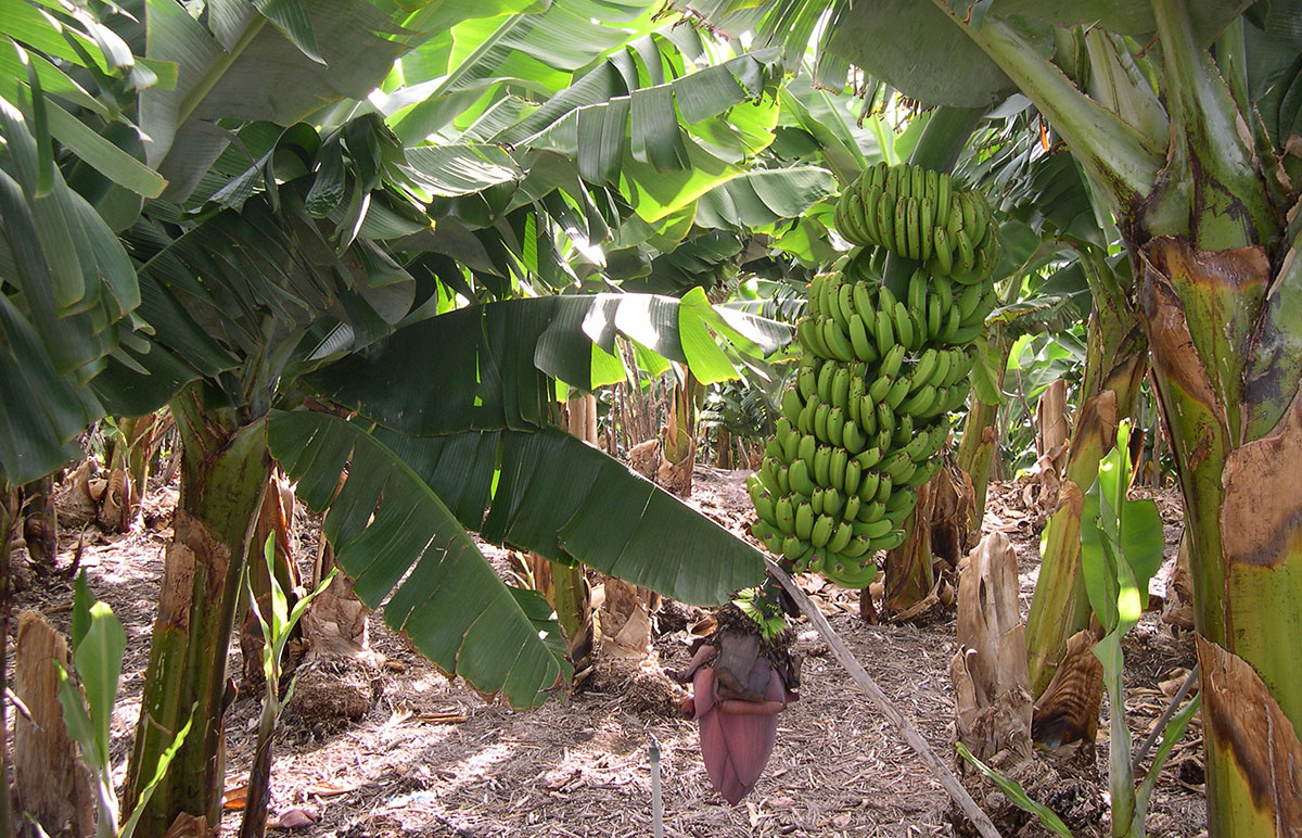 plantacion banano organico rd