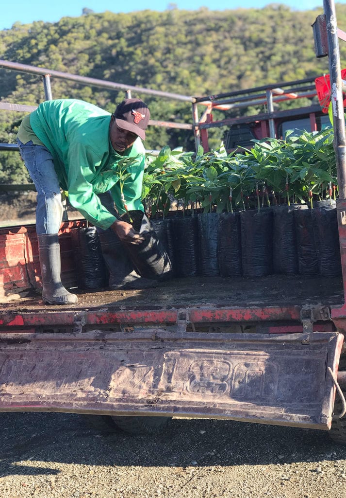 plantas aguacate