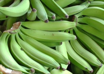 Productores contarán con una vía más efectiva para exteriorizar sus preocupaciones sobre el sector. Fuente externa.