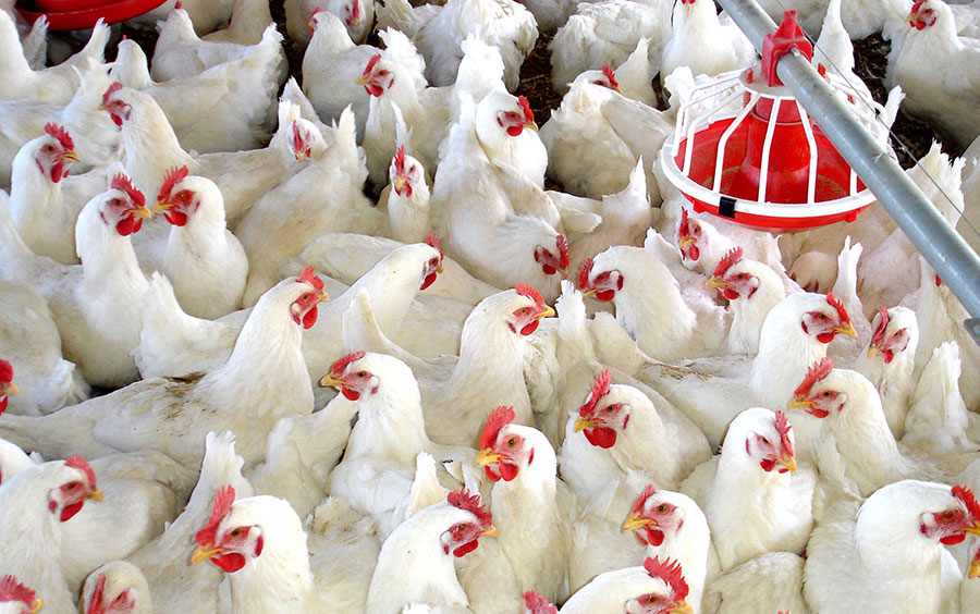 Productores piden al Gobierno facilitar exportación a Cuba y China.