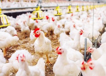 Entre los países destacan China, UE, México, Irak, Corea del Sur, Chile, Sudáfrica, la Unión Euroasiática, Perú y otros.