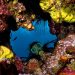 Por kilómetro cuadrado, República Dominicana genera más de US$5.7 millones al año gracias a los arrecifes de corales, según estudio de 'The Nature Conservancy' | Presidencia de República Dominicana.