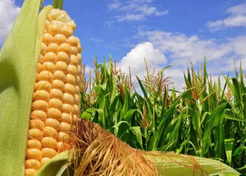 República Dominicana produce 97,683 toneladas métricas de este cereal anualmente. | Fuente externa